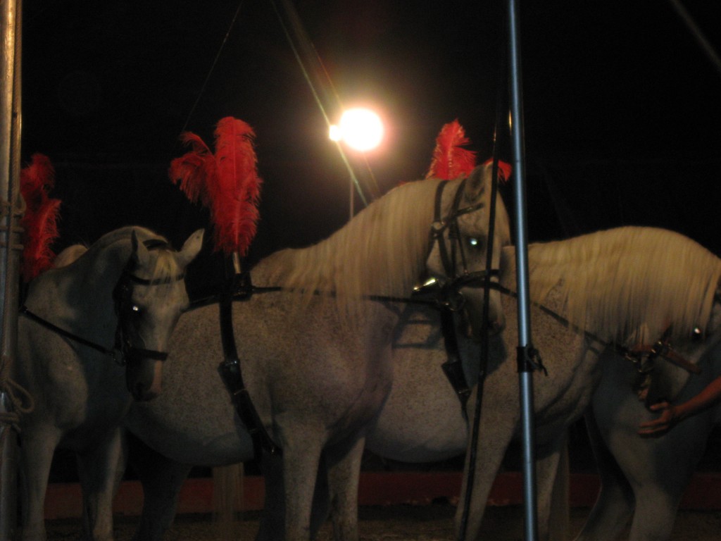 Family Fun Circus in Oskaloosa