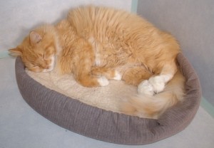 Sugar wants to nap under your Christmas tree this year