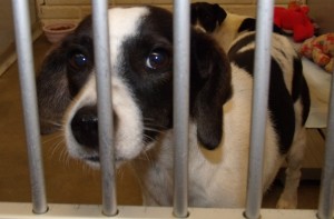 Help make Christmas even more special by bringing home a new family member.