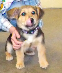 Meet Pumpkin, he's a Welsh Corgi mix that's around 3 months old
