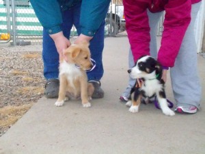 Slade (left) and Elmer (right) were more than happy to take us on a walk