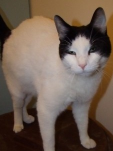 LePew is once again looking for a place to call home