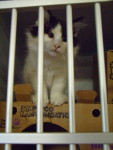 There are lots of cats at Stephen Memorial looking for good homes right now