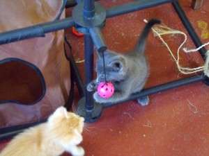 Spring Time brings a fresh crop of playful kittens