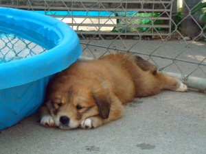 This pup is looking for a new home, visit the Stephen Memorial Animal Shelter to meet for yourself how sweet this pup is.