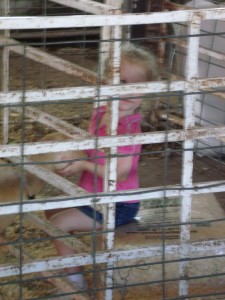 This young residnet was enjoying the other young things at the Southern Iowa Fair on Tuesday July 19th, 2011