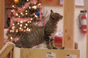 This kitten is seen exploring the new enclosure built to house them at Stephen Memorial Animal Shelter