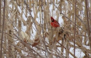 This Cardnial was caught on camera when there was more white stuff on the ground