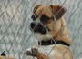 A Dog At Stephen Memorial Animal Shelter