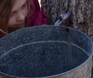 This young lady watches as a drip of sap falls from the tap into the collection bucket