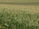 Indications of stress to crops continues as the moderate drought continues