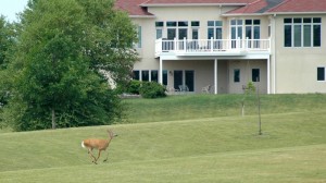 This deer is seen passing by housing on the southern part of Oskaloosa in May of this year. (photo by Ken Allsup)