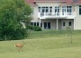 This deer is seen passing by housing on the southern part of Oskaloosa in May of this year.