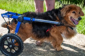 Reese enjoys some time on the recreation trail getting use to his 'Walker Wheels'