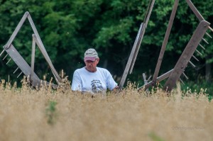 Ken Rozenboom sits on the McCormick Daisy Wheel Reaper Tuesday. This was the first time the implement was used since 1942. (photo by Ginger Allsup)