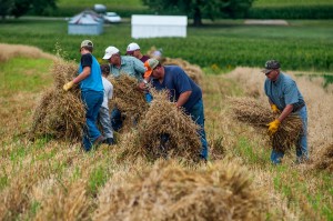 Volunteers stack the oats into shocks on Tuesday at Nelson Pioneer Farm. (photo by Ginger Allsup)