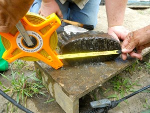 A new mammoth tooth was discovered this past weekend at the Mahaska Mammoth dig site. (submitted photo)