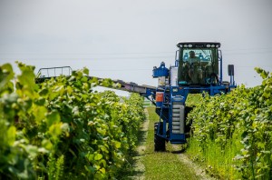 The harvest has begun at Tassel Ridge Winery in Leighton, Iowa.