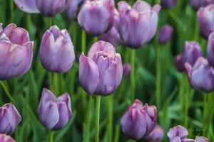 A view of the tulips from the 2012 Pella Tulip Time. (photo by Denis Currier)