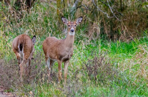 This pair of deer was spotted within the city limits of Oskaloosa.