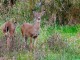 This pair of deer was spotted within the city limits of Oskaloosa.