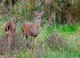This pair of deer was spotted within the city limits of Oskaloosa.