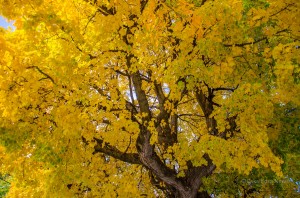 Fall means colorful leaves and the debris they leave behind.