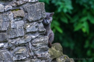 A feral cat colony is now being studied and monitored at Edmundson Park. (photo by Ginger Allsup/Oskaloosa News)