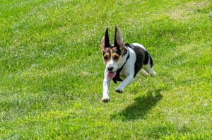 Dog (file image)