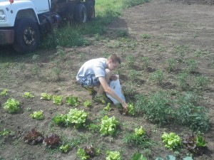 Oskaloosa FFA Member Geoffrey harvest's leaf lettuce at the Oskaloosa FFA Learning Garden in the summer of 2015.