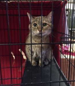 Cecilia was found taped shut in a plastic tote with only small ventilation holes for the cat. Officials are asking for your help in identifying who may be responsible for Cecilia.