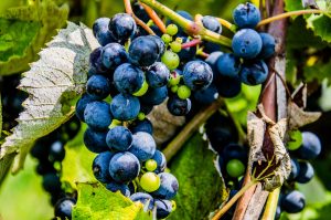 Wineries and Breweries are quickly becoming a major part of the Iowa economy. (file photo)