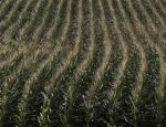 A corn field is seen in DeWitt, Iowa July 12, 2012. REUTERS/Adrees Latif/File Photo