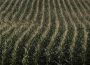 A corn field is seen in DeWitt, Iowa July 12, 2012. REUTERS/Adrees Latif/File Photo