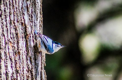 Blue Bird