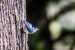 Blue Bird