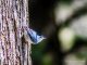 Blue Bird