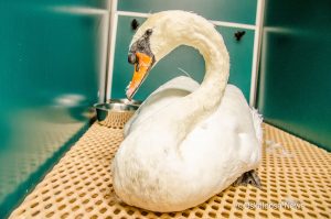 The most ill swan from Forest Cemetery was receiving treatment at Mahaska Veterinary Clinic.