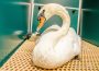 The most ill swan from Forest Cemetery was receiving treatment at Mahaska Veterinary Clinic.