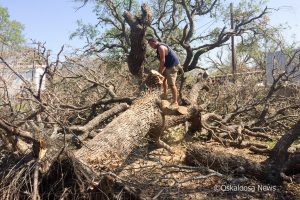 Josh Crouse tackles yet another fallen tree in the Rockport, Texas area.