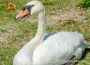 Pictured here is the second swan to be found with an adhesive like substance applied to it's bill in just a few short weeks.