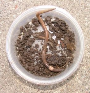 Jumping worm can be identified by the cloudy-white, circular clitellum surrounding the entire circumference of the body. This band is flat on the jumping worm, while it is raised on other worms. Photo credit to the Wisconsin Department of Natural Resources Forest Health.