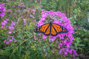 A Monarch butterfly waits for it's wings to dry out before taking flight.