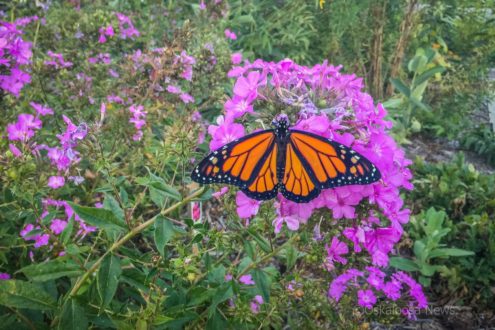 A Monarch butterfly waits for it's wings to dry out before taking flight.