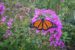 A Monarch butterfly waits for it's wings to dry out before taking flight.
