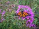 A Monarch butterfly waits for it's wings to dry out before taking flight.