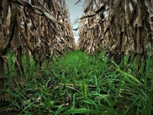 Cover Crop (Iowa Department of Agriculture)
