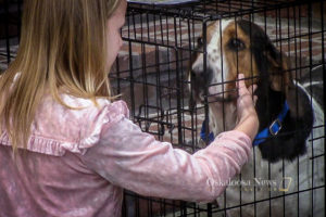 Many dogs and cats got to meet some humans during Saturdays adoption event at Penn Central Mall.