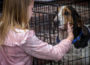 Many dogs and cats got to meet some humans during Saturdays adoption event at Penn Central Mall.