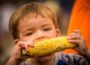 Young George Bellinger dives into an ear of corn at Sweet Corn Serenade on Thursday evening.